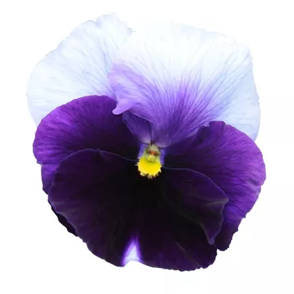 VIO-Grandessa®-Blau mit heller Fahne-488500.jpg