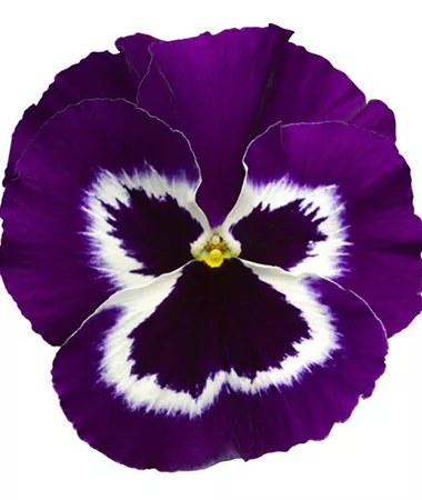 Viola x wittrockiana