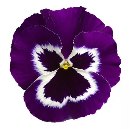 VIO-Carneval® F1-Violet Face-485625.jpg