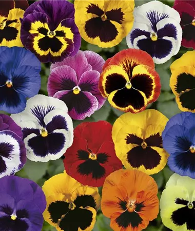 Viola x wittrockiana