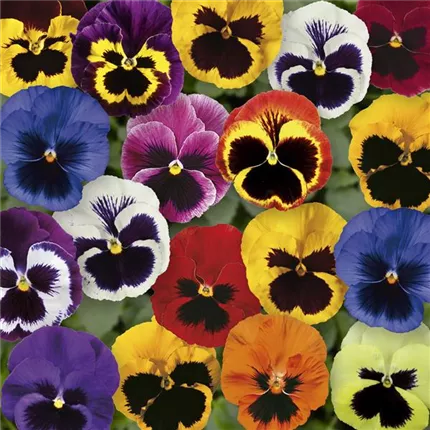 VIO-Carneval® F1-With Face Mix-485680.jpg