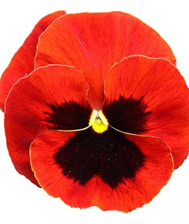 Viola x wittrockiana