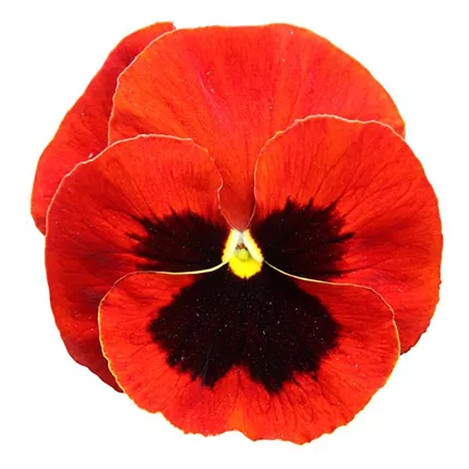 VIO-Carneval® F1-Scarlet with Blotch-485610.jpg