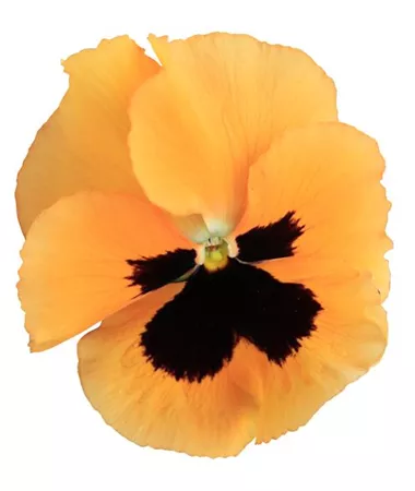 Viola x wittrockiana