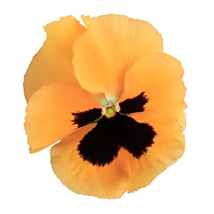 VIO-Grandessa®-Orange mit Auge-488560.jpg