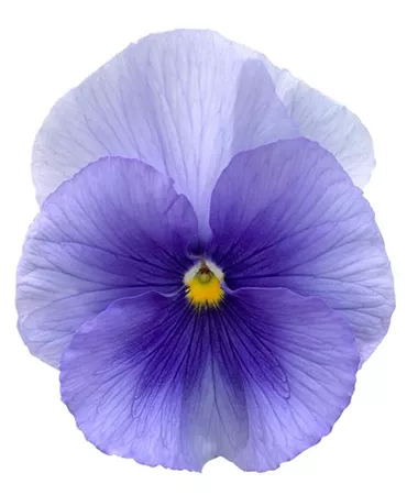 Viola x wittrockiana