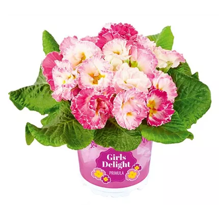 PRI-Girl's Delight® F1-Rose Shades-471954.jpg