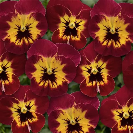 VIO-Ice Babies® F1-Scarlet Fire-484047.jpg