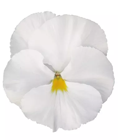 Viola x wittrockiana