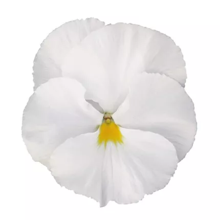 VIO-Mega Star F1-Pure White-487245.jpg