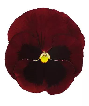 Viola x wittrockiana