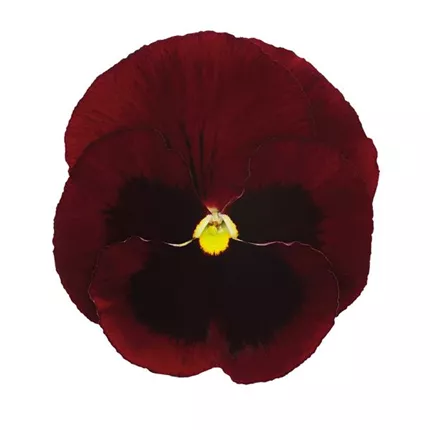 VIO-Mega Star F1-Red with Blotch-487255.jpg