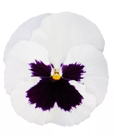 Viola x wittrockiana