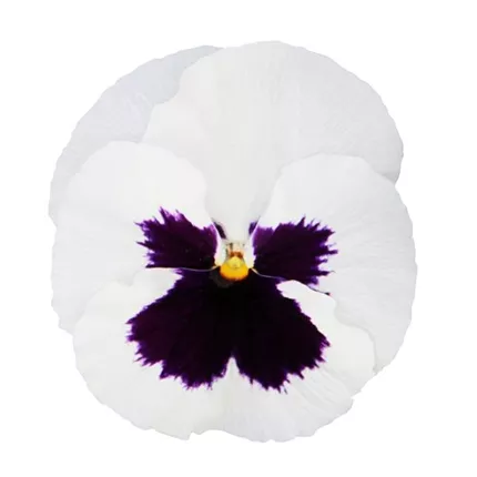 VIO-Mega Star F1-White with Blotch-487285.jpg