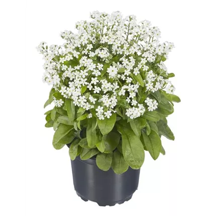 MYO-My Friend-White-457502.jpg