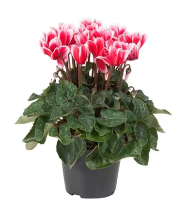 Cyclamen persicum