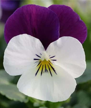 Viola x cornuta