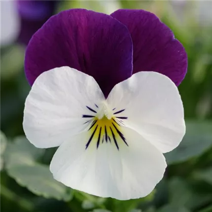 VIO-Twix® Power F1-White Purple Wing-483647.jpg