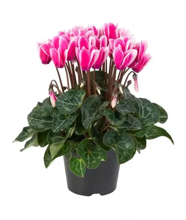 Cyclamen persicum