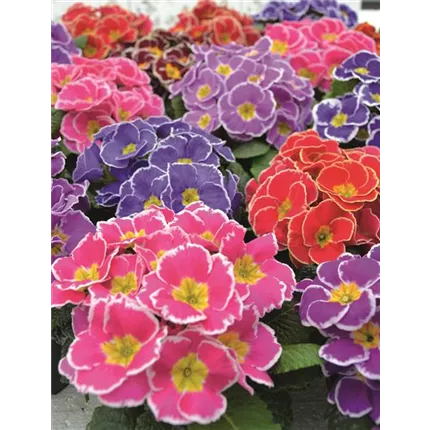 PRI-Sacarina F1-Mix-472085.jpg