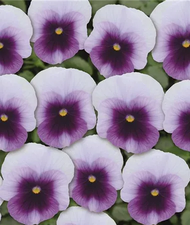 Viola x cornuta