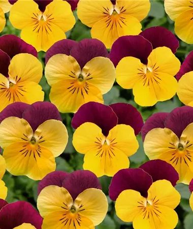 Viola x cornuta