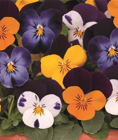 Viola x cornuta
