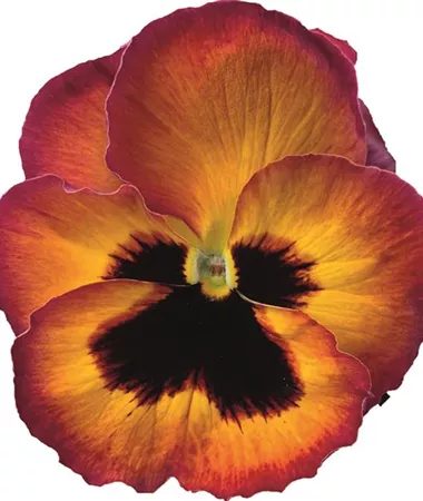 Viola x wittrockiana