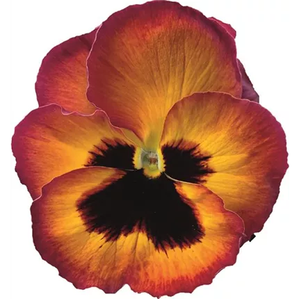 VIO-Carneval® F1-Red Picotee-485587.jpg