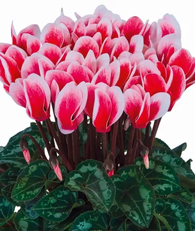 Cyclamen persicum