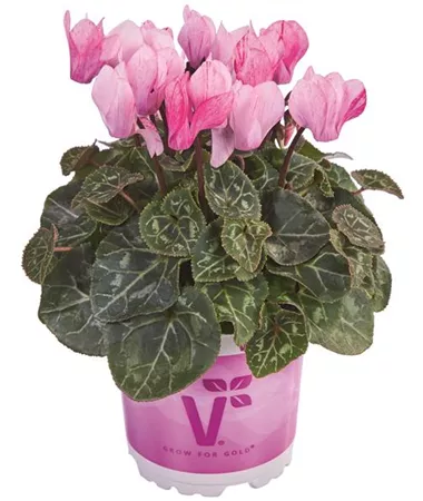 Cyclamen persicum