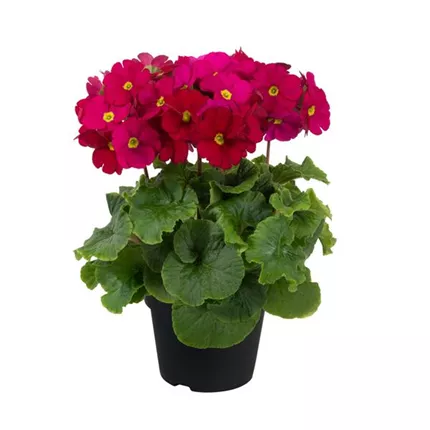 PRI Touch Me® Midi Wine Red 469028.jpg