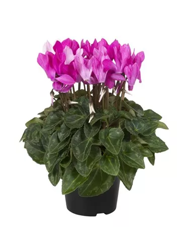 Cyclamen persicum