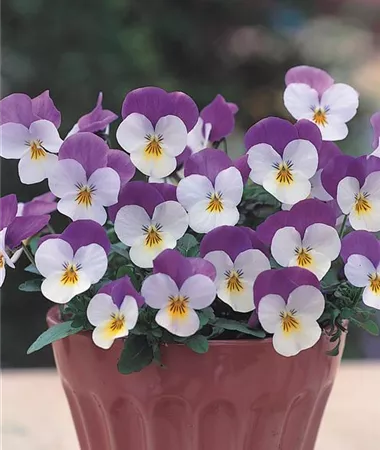 Viola x cornuta
