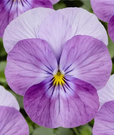 Viola x cornuta