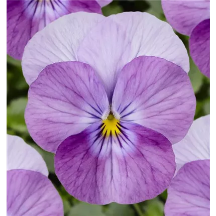 VIO-Twix® Power F1-Pink Frost-483619.jpg