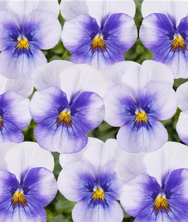 Viola x cornuta