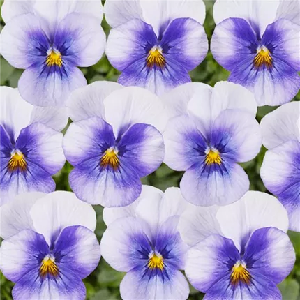 VIO-Twix® F1-Blue Frost-483043.jpg