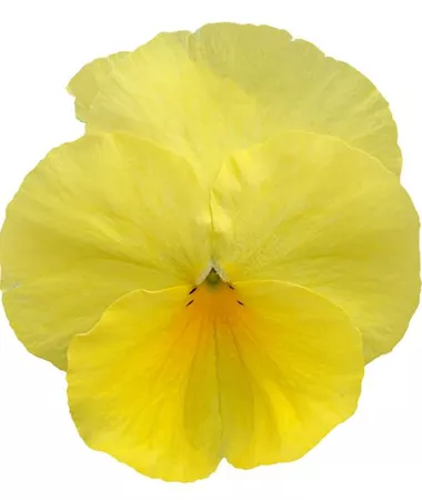 Viola x wittrockiana