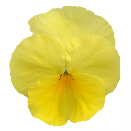 VIO-Carneval® Early F1-Lemon-485052.jpg