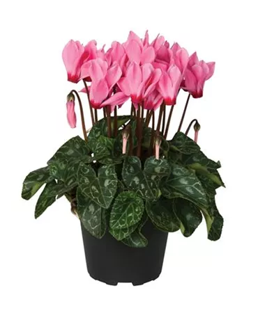 Cyclamen persicum