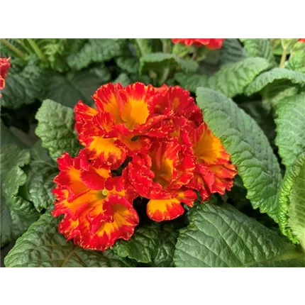 PRI Girl's Delight Red Shades 471952.jpg