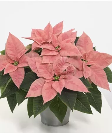 Euphorbia pulcherrima