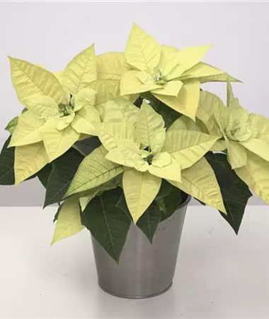 Euphorbia pulcherrima