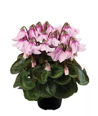 Cyclamen persicum