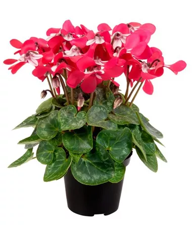 Cyclamen persicum