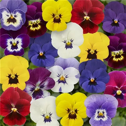 VIO-Twix® F1-Mix with Eye-483295.jpg