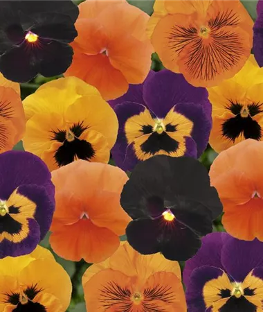 Viola x wittrockiana