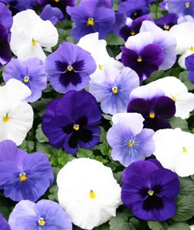 Viola x wittrockiana