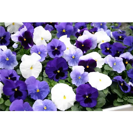 VIO-Carneval® F1-Ocean Mix-485685.JPG